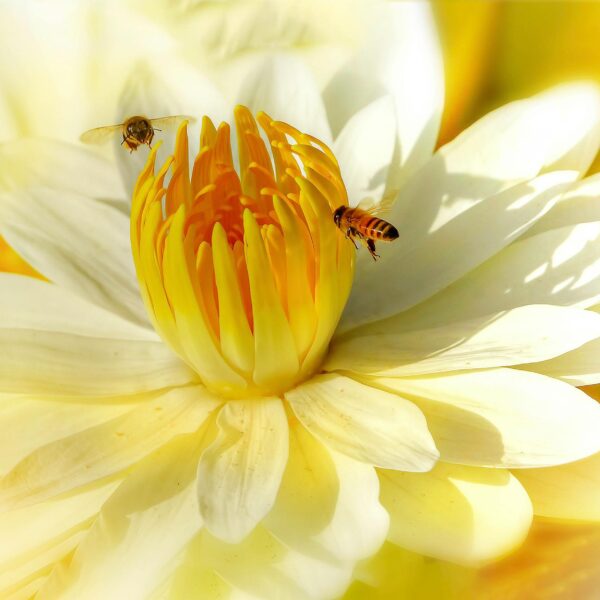 Honey Never Spoils—You Could Eat 3,000-Year-Old Honey!